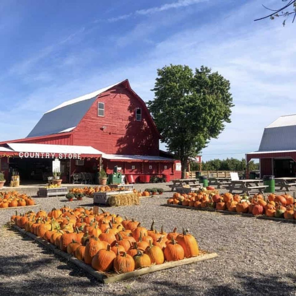 eckerts country store grafton il fruit picking