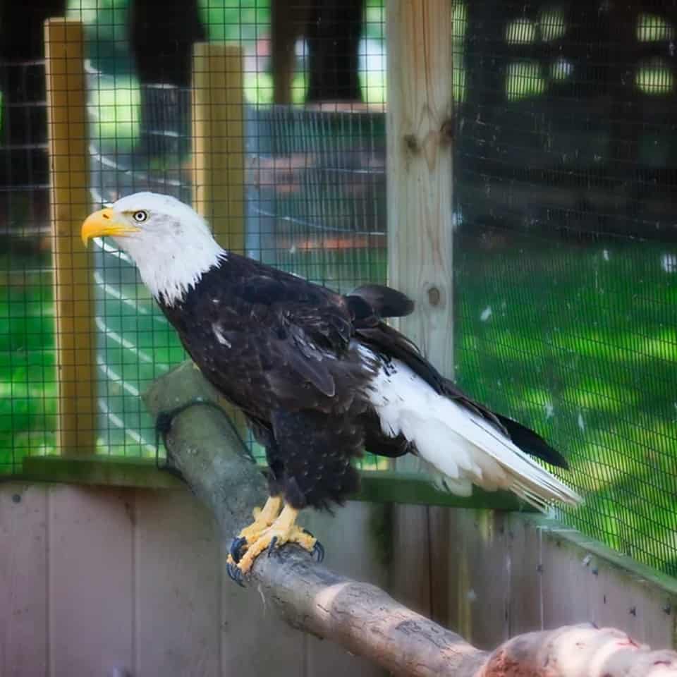 treehouse wildlife sanctuary grafton dow il bald eagle