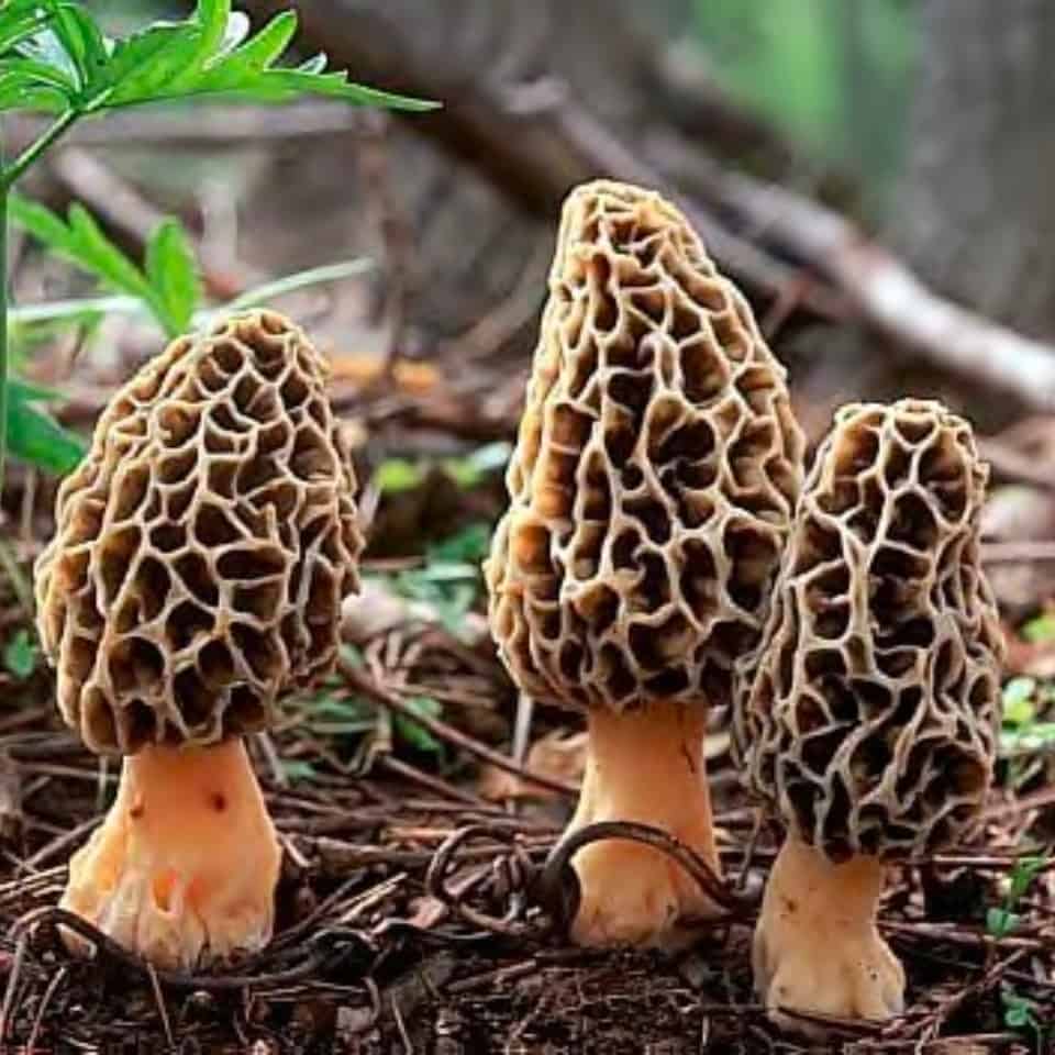 hunt morel mushrooms in grafton il