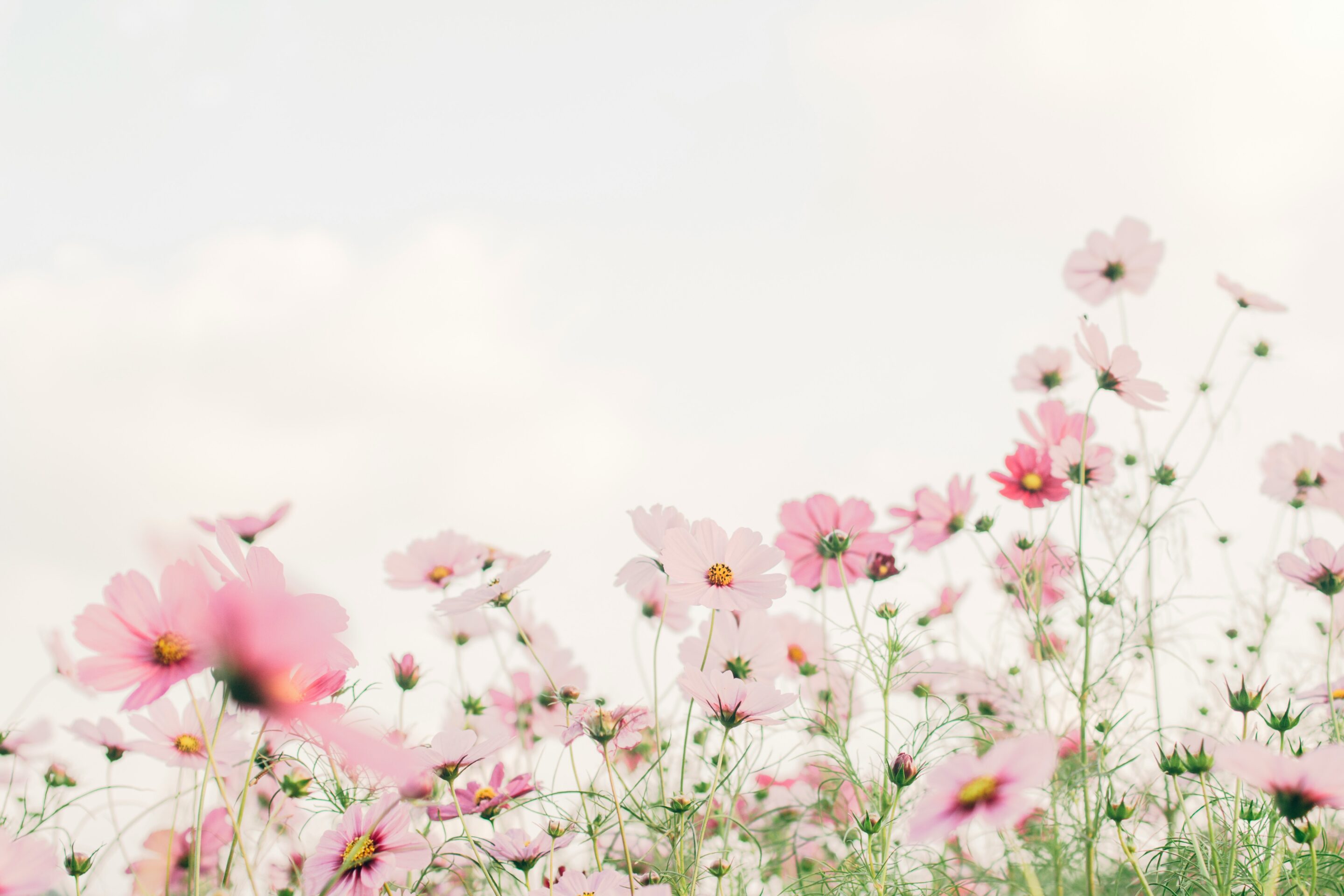 tomoko uji kxvn1ogptte unsplash